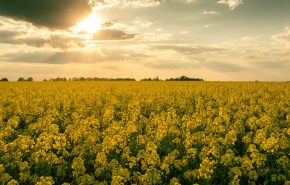 pascal-van-de-vendel-JPcSgj9yIuI-unsplash