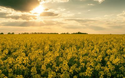 pascal-van-de-vendel-JPcSgj9yIuI-unsplash