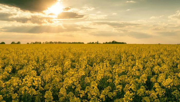 pascal-van-de-vendel-JPcSgj9yIuI-unsplash