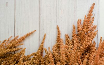 sara-mcmurray-lPqJ59rHN_E-unsplash