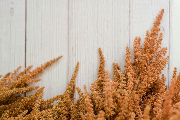 sara-mcmurray-lPqJ59rHN_E-unsplash