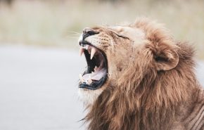 glen-carrie-oRavIk04N10-unsplash