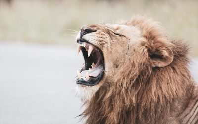 glen-carrie-oRavIk04N10-unsplash