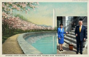 japanese cherry trees