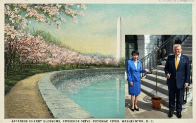 japanese cherry trees