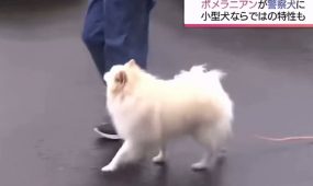 shpitsis better than shepp