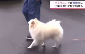 shpitsis better than shepp