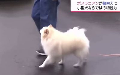 shpitsis better than shepp