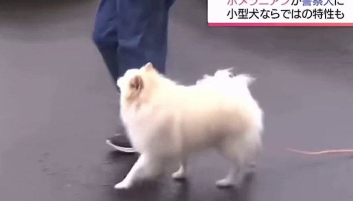 shpitsis better than shepp