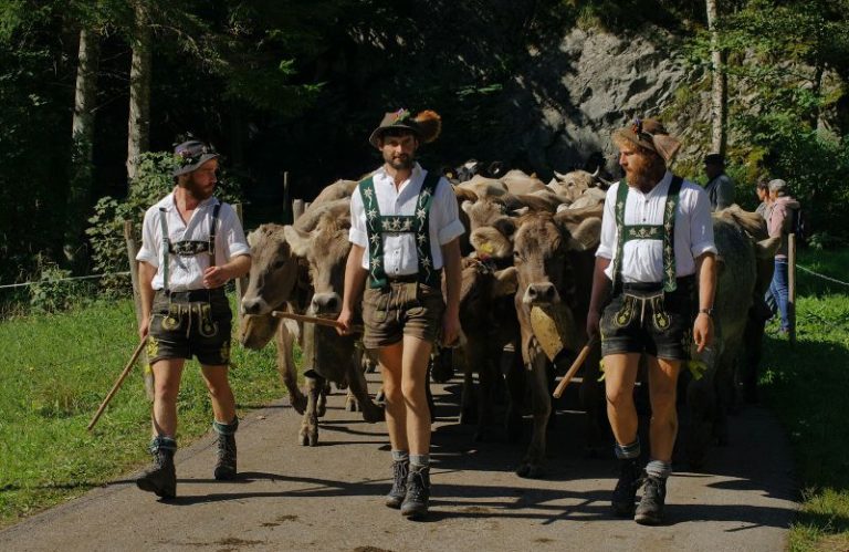 Almabtrieb_von_der_Alpe_Dinjörgen_aus_dem_Lochbachtal_im_Allgäu